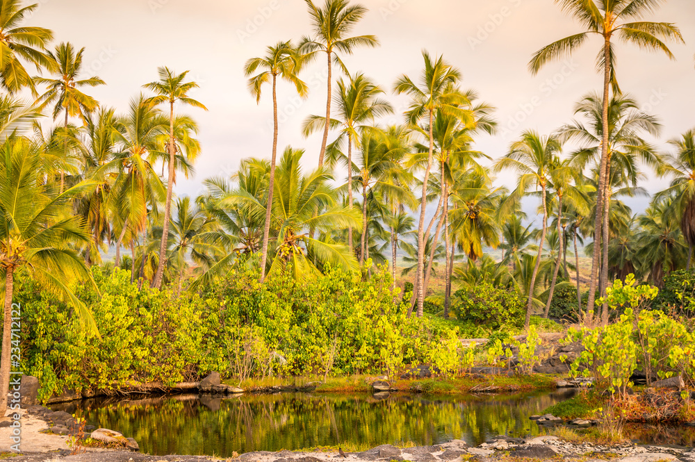 Obraz premium Palm trees at lagoon on Big Island, Hawaii