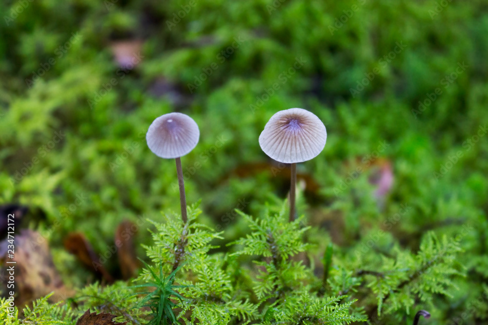 Fototapeta premium Two little toadstools on a soft green moss in the autumn forest. fly agaric. Autumn mushroom season in the forest.