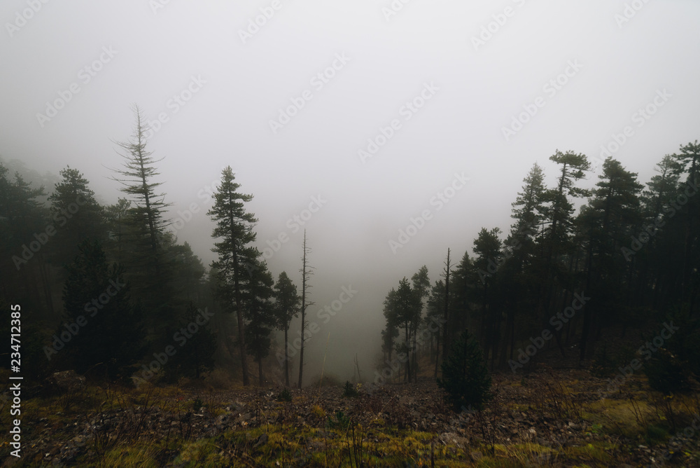 Trees in a foggy forest