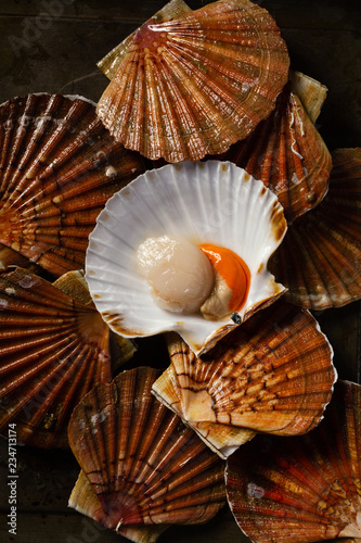 Scallops in the sink. Photo of fresh seafood in a low key.