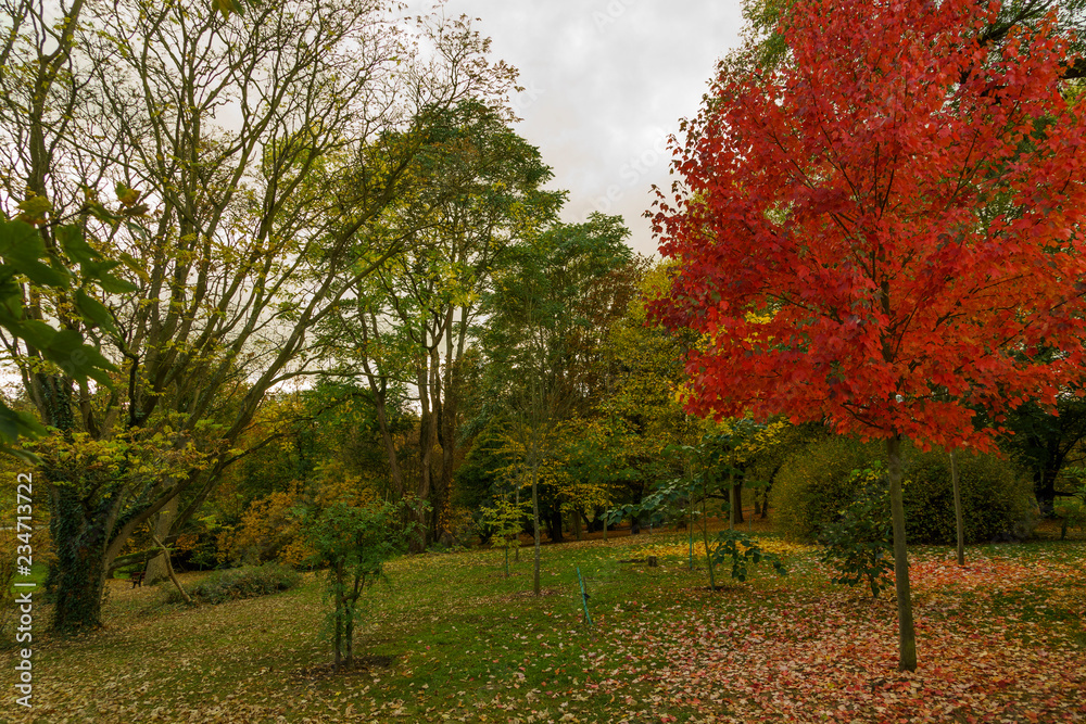 Naklejka premium rotes Laub