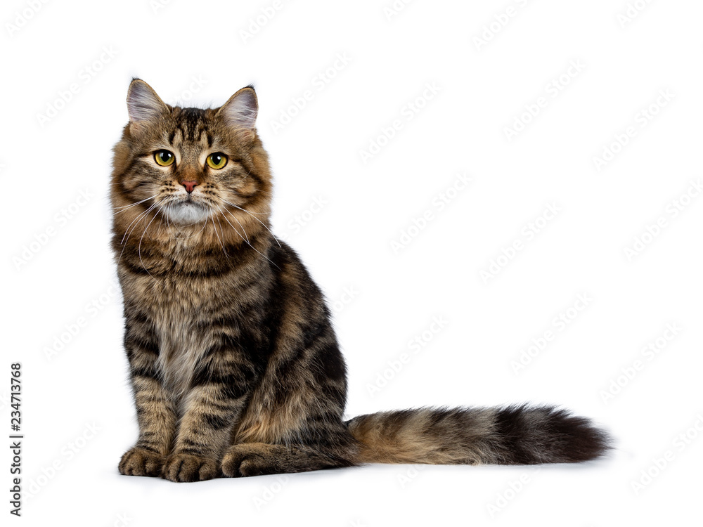 Cute classic black tabby Siberian cat kitten sitting half side ways with thick tail beside body, looking straight ahead in camera with yellow eyes. Isolated on a white background.