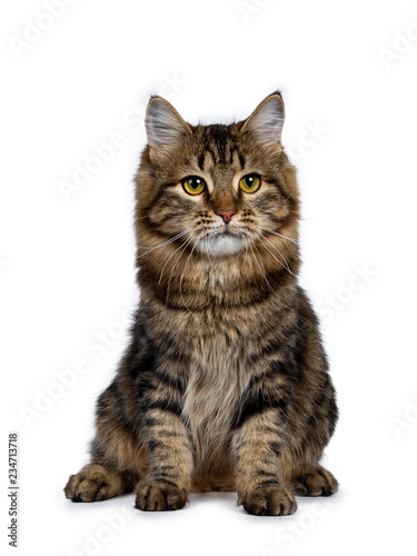 Fototapeta Naklejka Na Ścianę i Meble -  Cute classic black tabby Siberian cat kitten sitting up front view, looking beside camera with yellow eyes. Isolated on a white background.