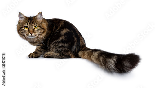 Cute classic black tabby Siberian cat kitten sitting low and focussed side ways with thick tail beside body, looking straight in camera with yellow eyes. Isolated on a white background.