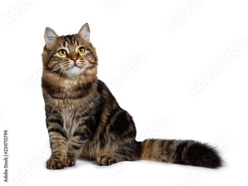 Cute classic black tabby Siberian cat kitten sitting half side ways with thick tail beside body, looking up to the side with yellow eyes. Isolated on a white background.