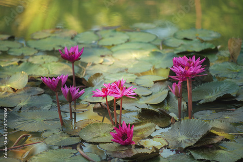 Fototapeta Naklejka Na Ścianę i Meble -   lotus flower