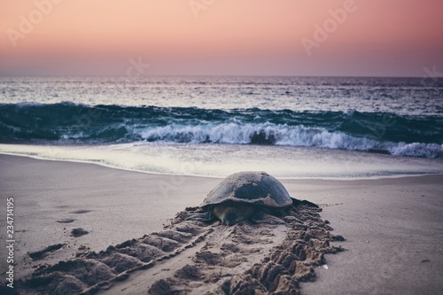 Obraz na płótnie Green turtle heading back to ocean