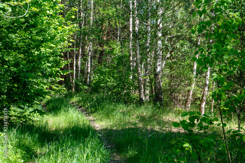 green foliage in summer with harsh shadows and bright sunlight