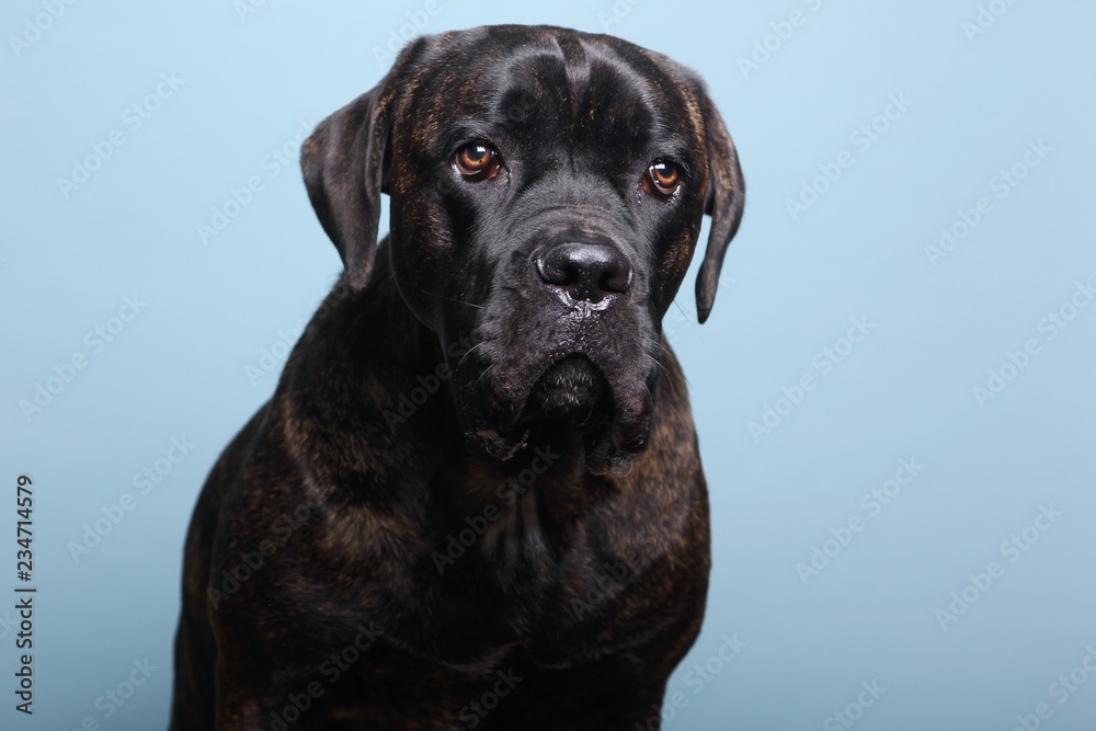 Beautiful dog in front of a colored background Beautiful dog in front of a colored background