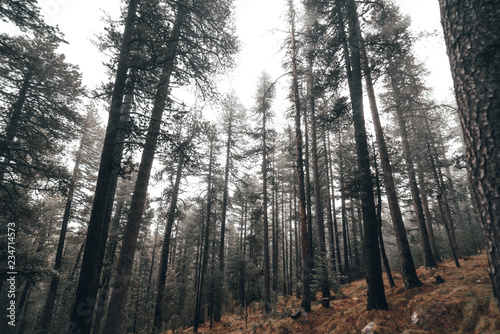 Trees in a foggy forest