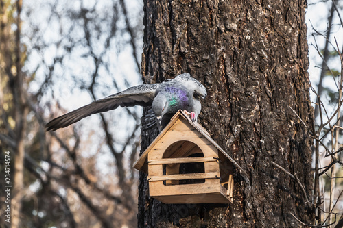 A gray pigeon with rainbow neck and bright eyes flaps its wing on a yellow bird and squirrel feeder house from plywood in the park photo