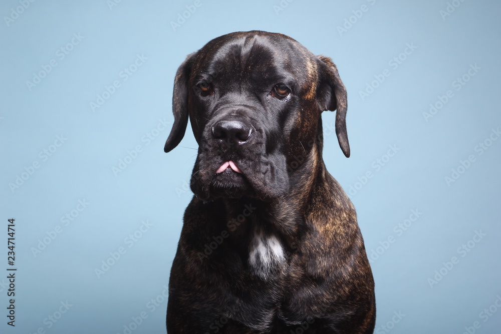 Beautiful dog in front of a colored background Beautiful dog in front of a colored background