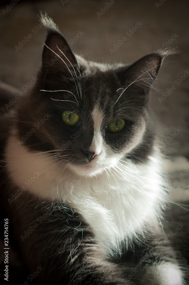 Grau weiße Katze, Maine Coon, Portrait Grau weiße Katze, Maine Coon, Portrait