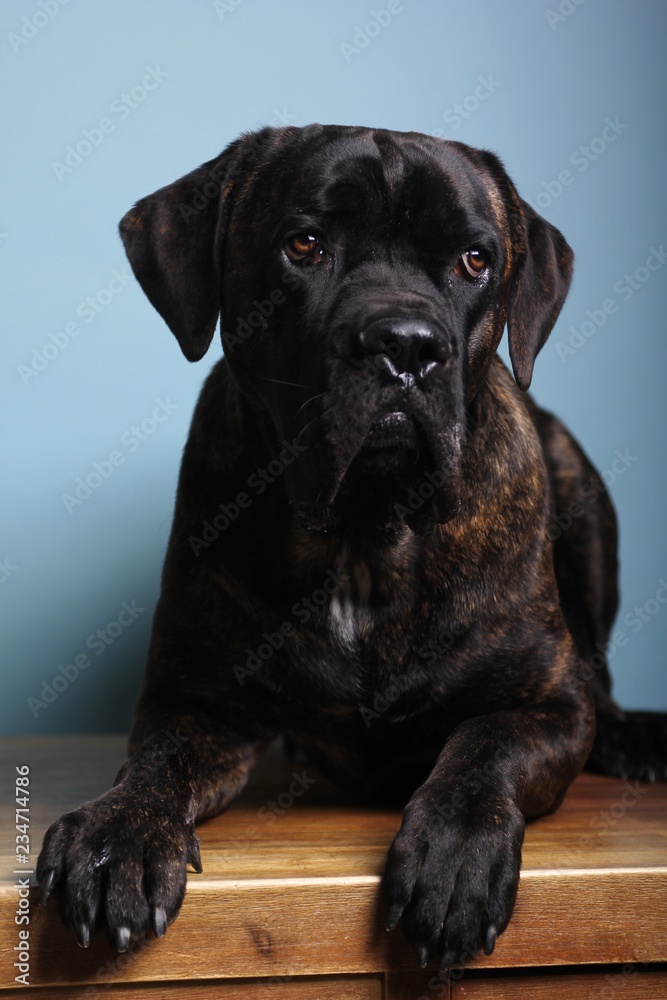 Obraz premium Beautiful dog in front of a colored background