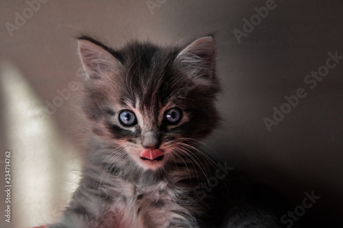 Junge Katze streckt Zunge raus photo