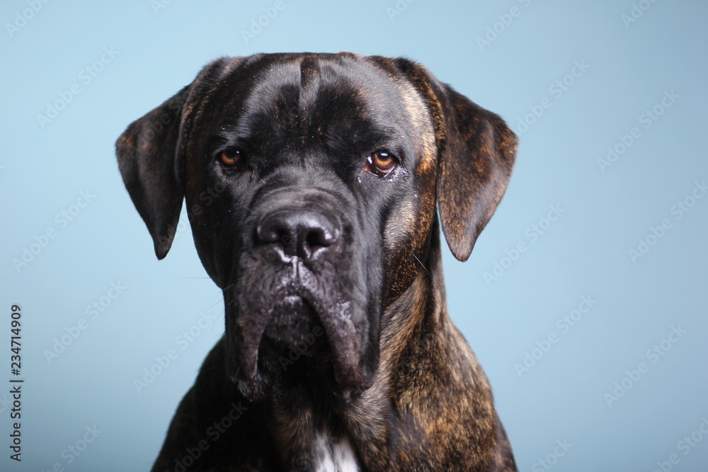 Beautiful dog in front of a colored background Beautiful dog in front of a colored background