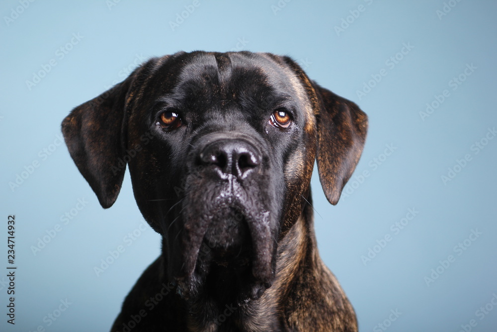 Beautiful dog in front of a colored background Beautiful dog in front of a colored background