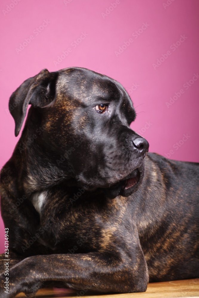 Beautiful dog in front of a colored background
