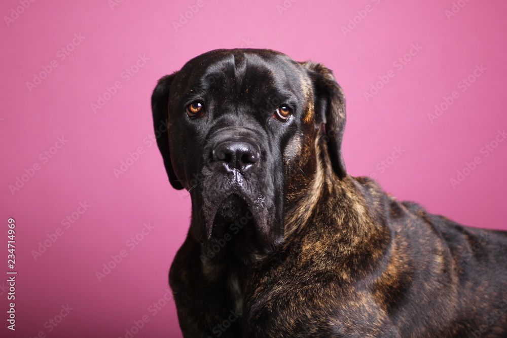 Beautiful dog in front of a colored background Beautiful dog in front of a colored background