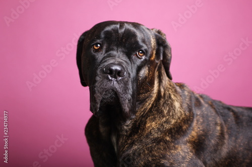 Beautiful dog in front of a colored background
