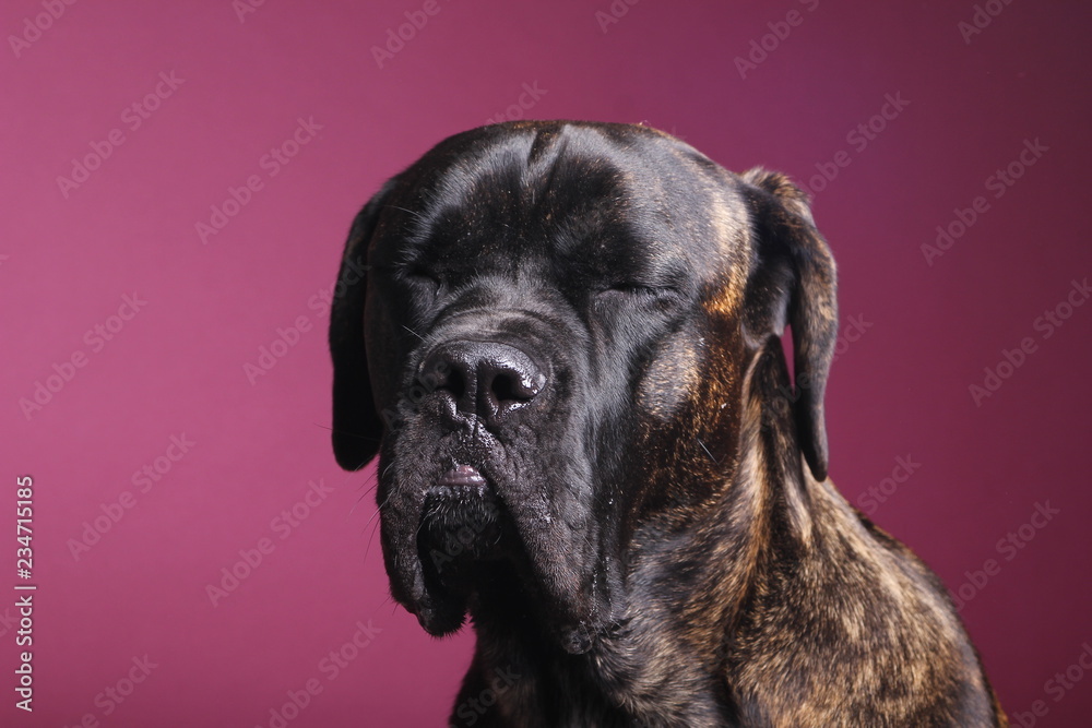 Beautiful dog in front of a colored background