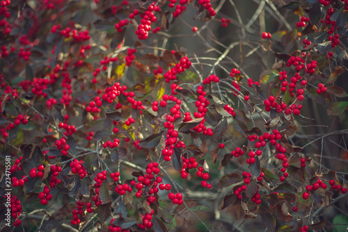 A bush full of red berries