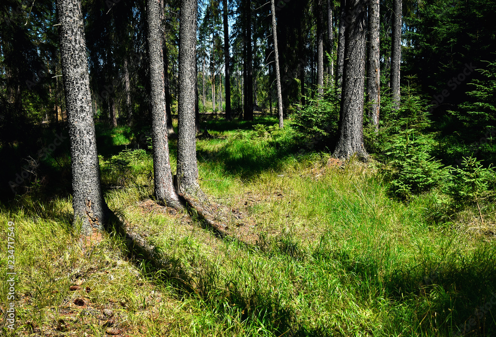 Fototapeta premium the edge of the spruce forest