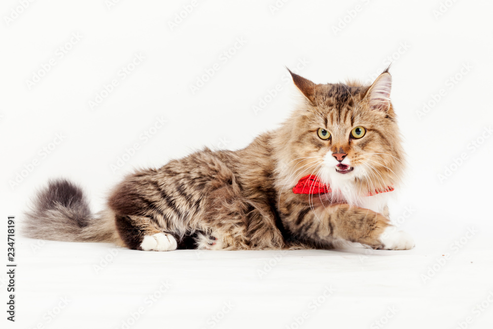Beautiful cat with a red bow tie