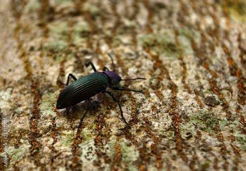Green beetle © javiersan50