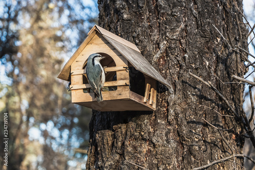 A small gray nuthatch sits on a yellow bird and squirrel feeder house from plywood in the park photo