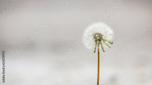 Close up of a single  perfect dandelion in full bloom against a bright and blurred background.