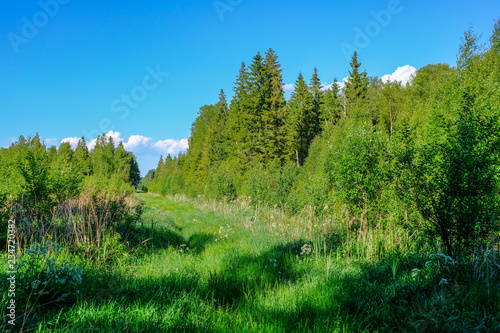 beautiful green meadow with summer flowers near forest in warm summer day