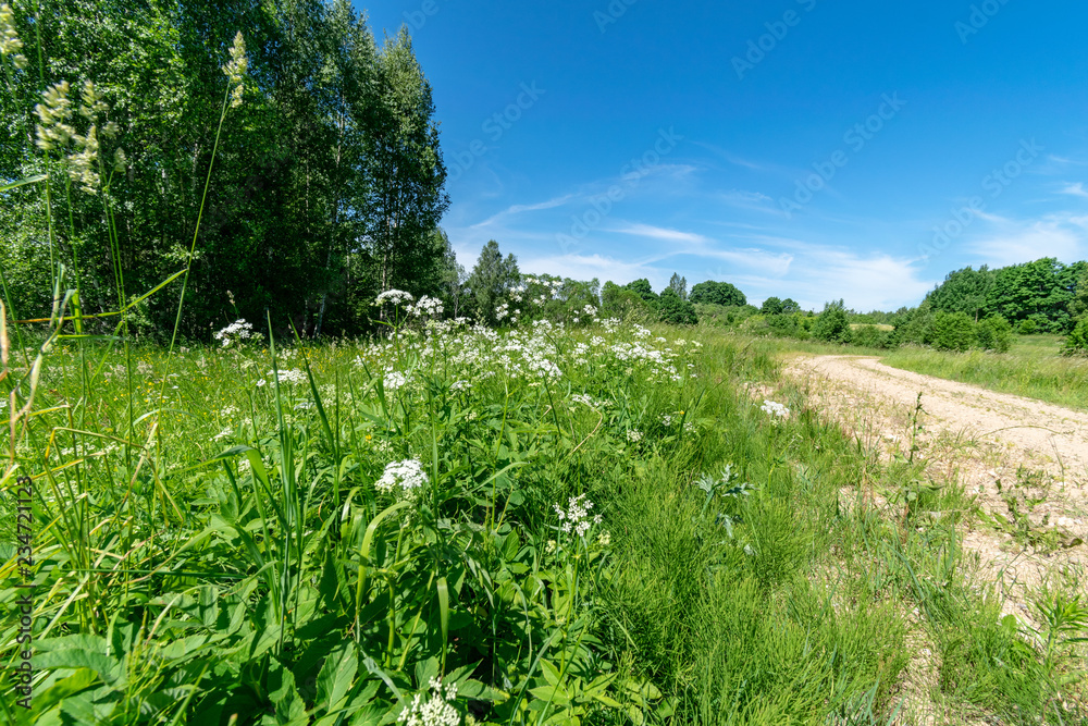 beautiful green meadow with summer flowers near forest in warm summer day