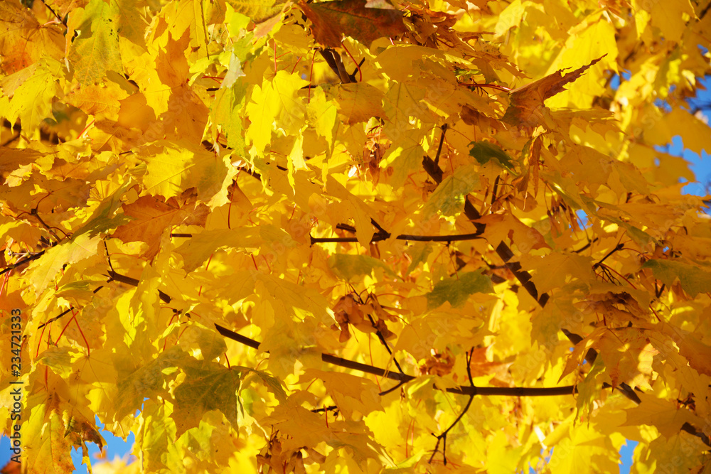 autumn, leaf, fall, tree, maple, leaves, nature, yellow, foliage, orange, season, forest, bright, red, color, branch, park, plant, abstract, colorful, golden, beauty, green, outdoors, sky