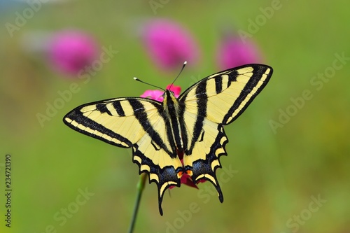 Papilio alexanor 527