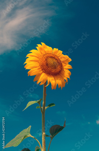 Fototapeta Naklejka Na Ścianę i Meble -  sunflower summer flower close-up, against a background of clouds.