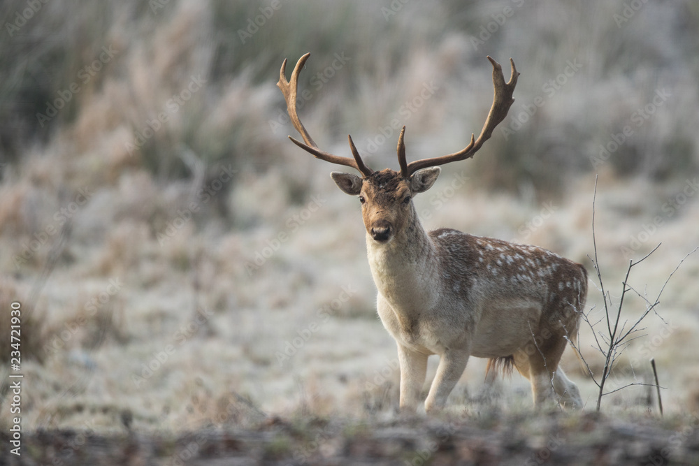 Fallow deer, Dama dama Fallow deer, Dama dama