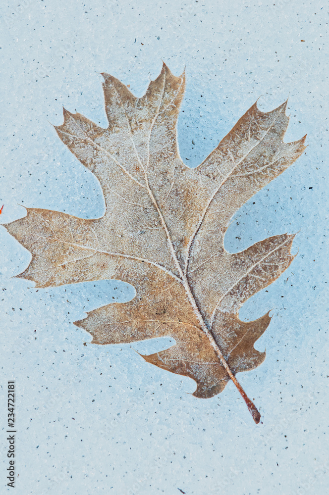 Fototapeta premium autumn leaf on a snow background