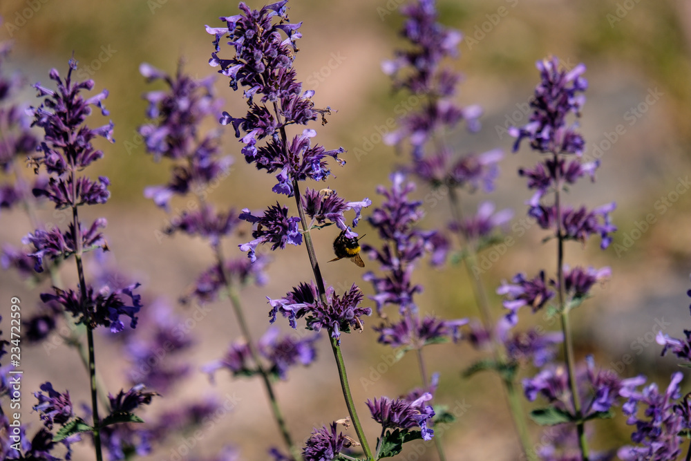 Fototapeta premium lilac lavandish plants in summer