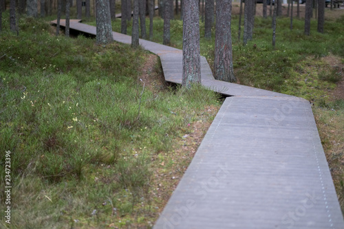 old wooden plank boardwalk trail in swamp area near water