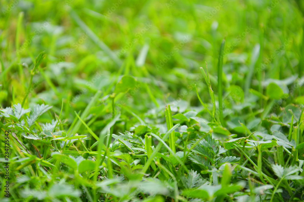grass, green, nature, lawn, field, summer, spring, plant, meadow, garden, fresh, macro, texture, growth, closeup, environment, color, turf, natural, close-up, ecology, flora, outdoors, backgrounds grass, green, nature, lawn, field, summer, spring, plant, meadow, garden, fresh, macro, texture, growth, closeup, environment, color, turf, natural, close-up, ecology, flora, outdoors, backgrounds