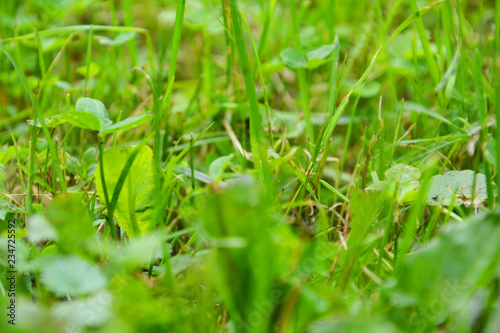grass, green, nature, lawn, field, summer, spring, plant, meadow, garden, fresh, macro, texture, growth, closeup, environment, color, turf, natural, close-up, ecology, flora, outdoors, backgrounds