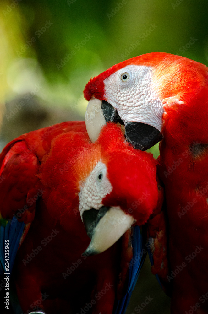 Fototapeta premium macaw