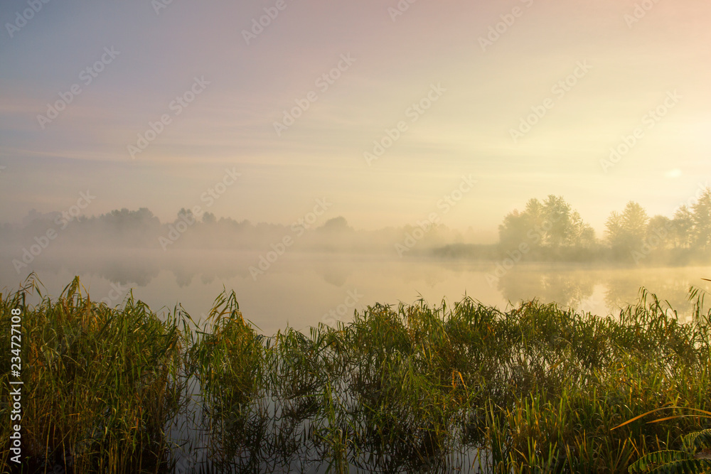 Misty morning on the lake. Dawn in the fog. Reed and plants in the foreground. Calm autumn landscape.