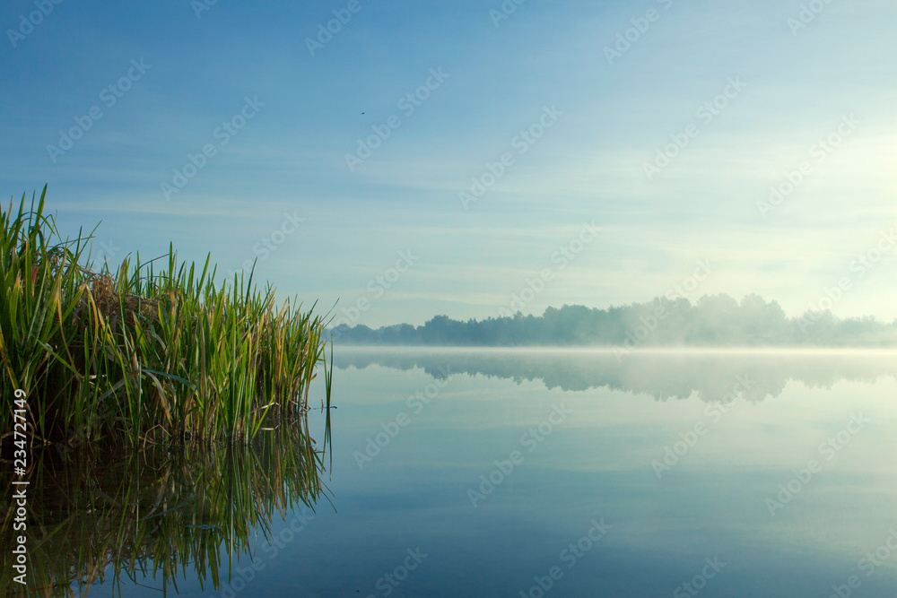 Misty morning on the lake. Forest reflected in the calm water. Reed in the foreground. Calm autumn landscape.