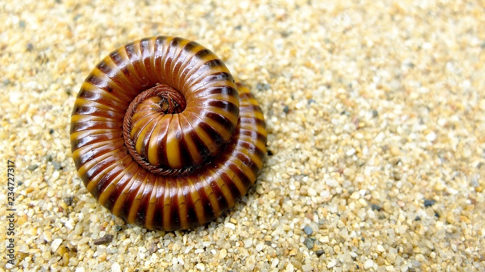 Macro of orange and brown millipede on sand Macro of orange and brown millipede on sand