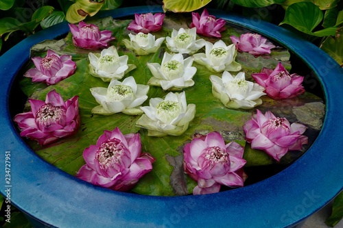 Water lilies in pot