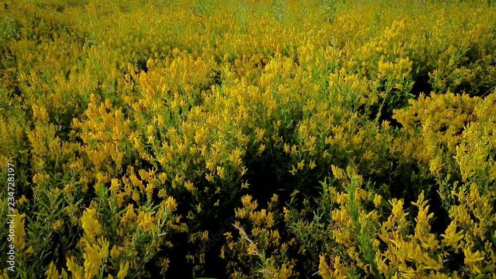 summer landscape on the meadow of yellow flowers bright Sunny day. summer landscape on the meadow of yellow flowers bright Sunny day.