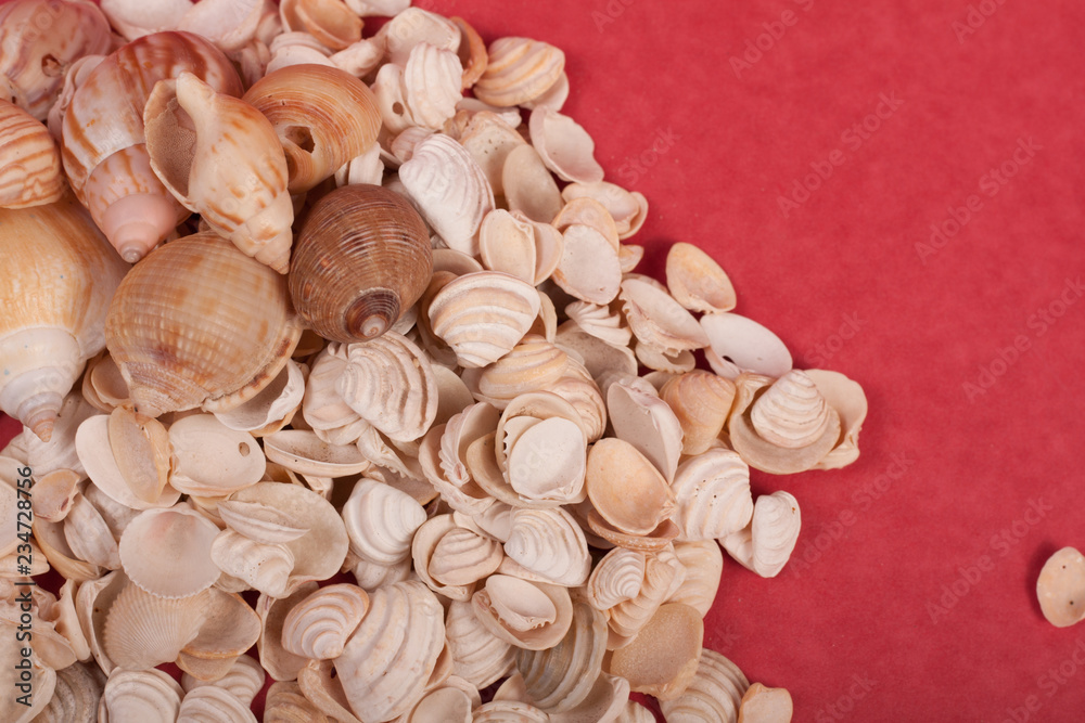 Fototapeta premium sea, shells, shore, beach, nature,natural,white,red,