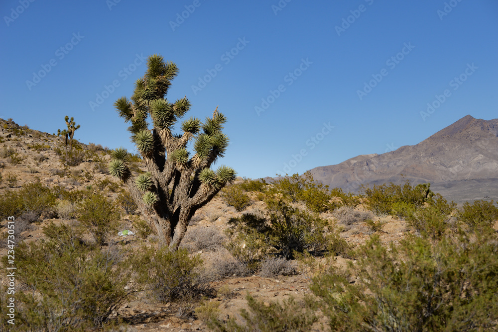 Kaktus Baum in Wüste im Joshua Tree National Park Kaktus Baum in Wüste im Joshua Tree National Park